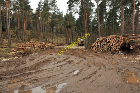 Photo 6"x4" Forestry activity in Carse Wood Moss-side\/NH8555 c2010