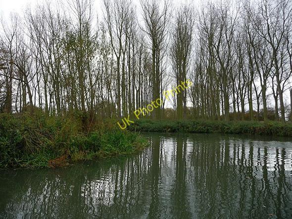 Photo 6"x4" Plantation  beside the river Buckland\/SU3498 c2009