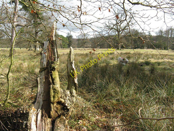Photo 6"x4" Parkland pasture at Ochtertyre Blair Drummond c2010