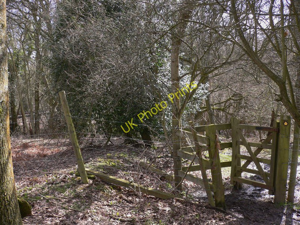 Photo 6"x4" Footpath near Grayswood Grayswood c2010