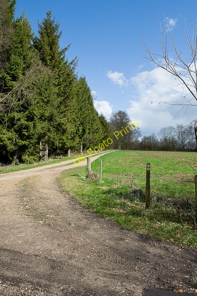 Photo 6"x4" Field and coniferous woodland at Hazel Holt Dundridge\/SU5718 c2010