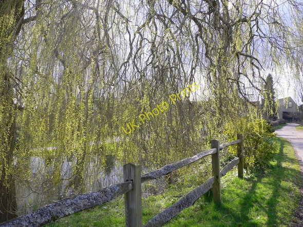 Photo 6"x4" Another picture of Frillinghurst Pond Ramsnest Common c2010