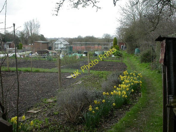 Photo 6"x4" Wimborne, allotments Wimborne Minster c2010