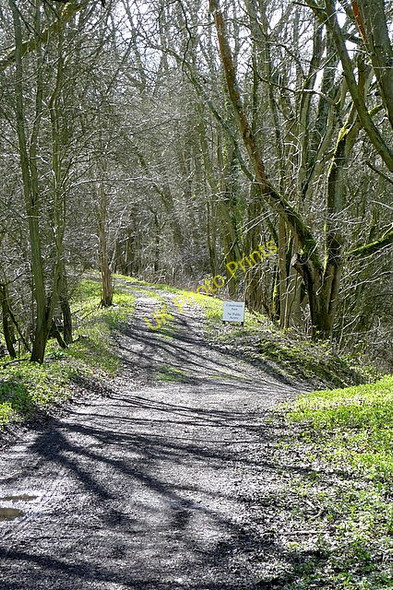 Photo 6"x4" On the railway line Winslade\/SU6548 c2010