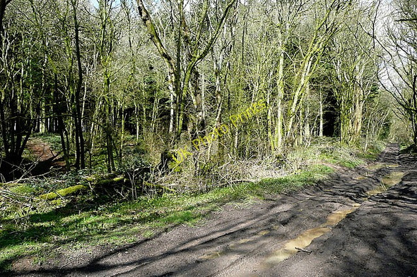 Photo 6"x4" Byway in Webb's Wood Ellisfield c2010