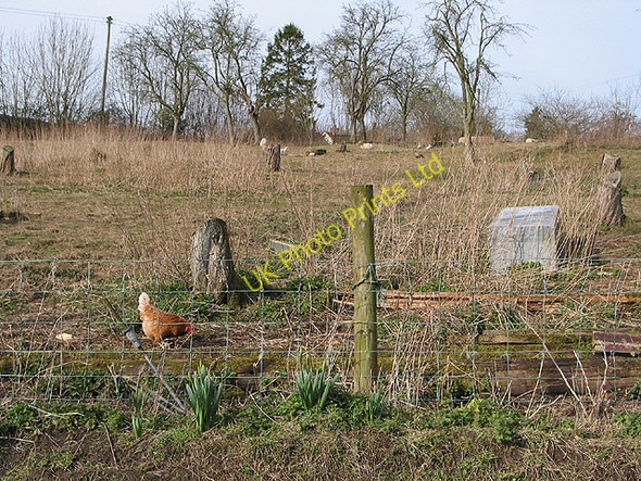 Photo 6"x4" Free range Dursley Cross c2008