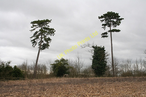 Photo 6"x4" Scots Pines Duckswich c2008