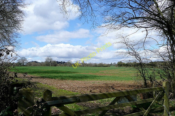Photo 6"x4" Towards Ellisfield Upper Common\/SU6345 c2010