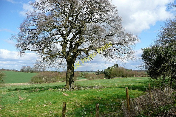 Photo 6"x4" Oak tree near Lee Farm Nashes Green c2010
