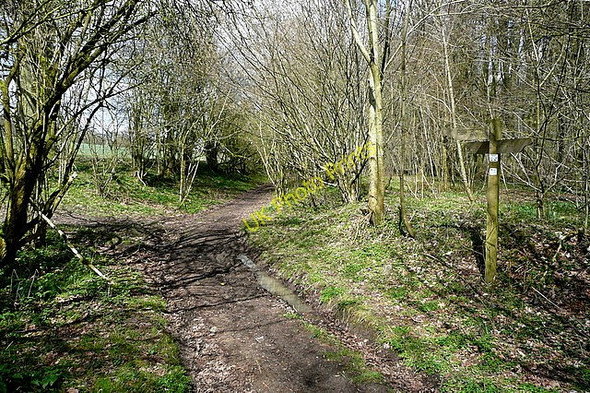 Photo 6"x4" Junction in Weston Common Powntley Copse c2010