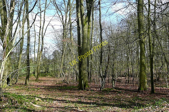 Photo 6"x4" Woodland at Weston Common Weston Patrick c2010