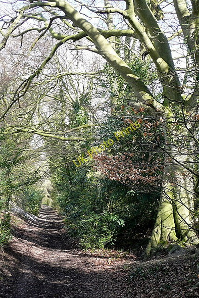 Photo 6"x4" Byway towards  Five Lane Ends Mapledurwell c2010
