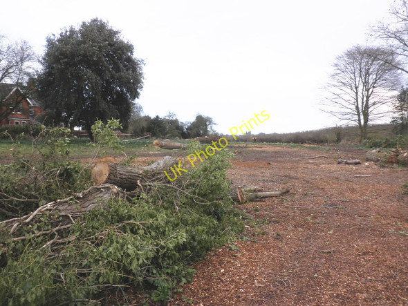 Photo 6"x4" Felled trees, Holwell Gutter Lane Hereford c2010