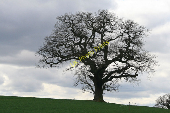 Photo 6"x4" Oak in field Wilson\/SK4024 c2010