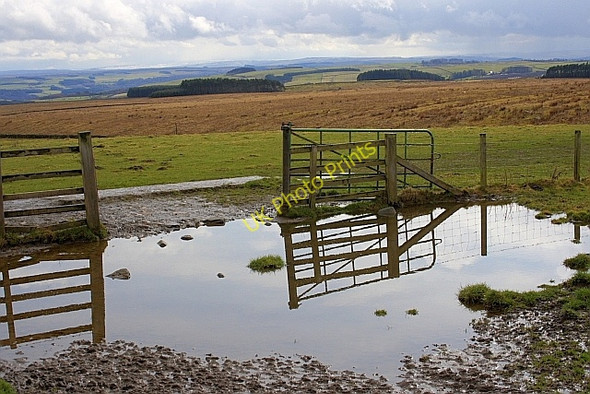 Photo 6"x4" Gate, Brocolitia Uppertown\/NY8672 c2010