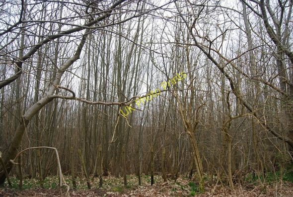 Photo 6"x4" Quarry Wood by the Tunbridge Wells Circular Path Tonbridge c2010