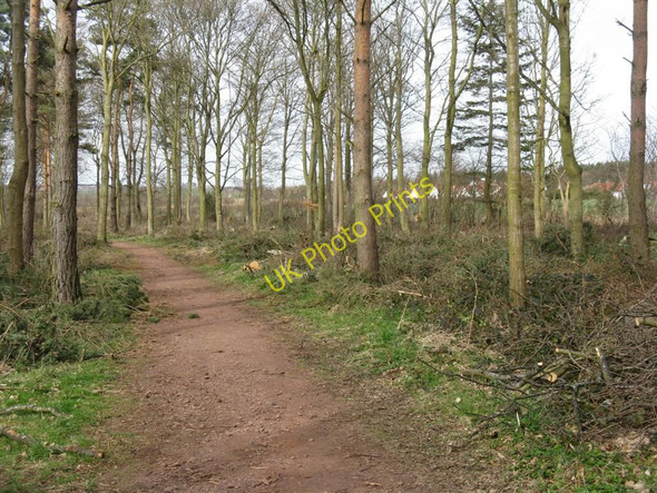 Photo 6"x4" Woodland Walk at Winton Tranent c2010