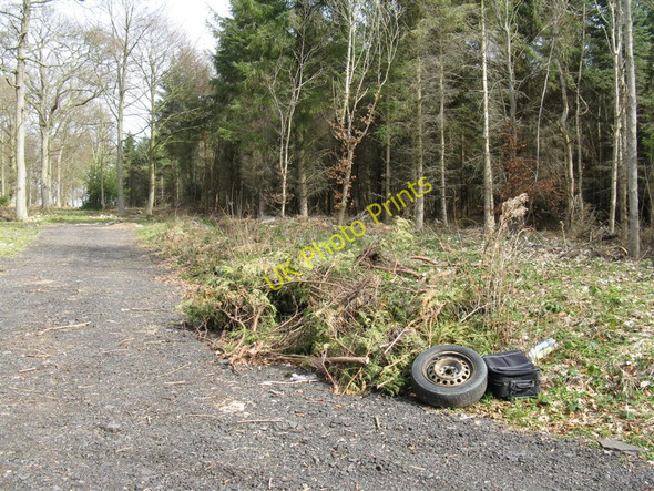 Photo 6"x4" Beauty spot at Cuddie Wood Gladsmuir\/NT4573 c2010