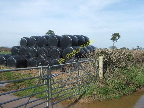 Photo 6"x4" Bales and a very muddy gateway Clyst St George c2010