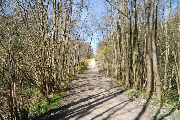 Photo 6"x4" High Weald Landscape Trail, Angley Wood (4) Cranbrook\/TQ7736 c2010