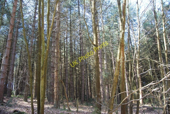 Photo 6"x4" Angley Wood Flishinghurst c2010
