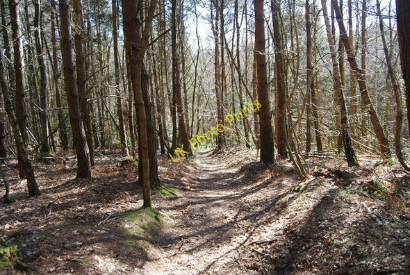 Photo 6"x4" High Weald Landscape Trail, Angley Wood (4) Flishinghurst c2010