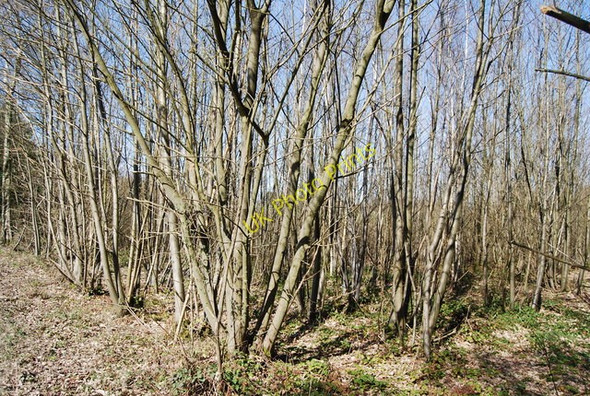Photo 6"x4" Coppicing, Angley Wood Flishinghurst c2010