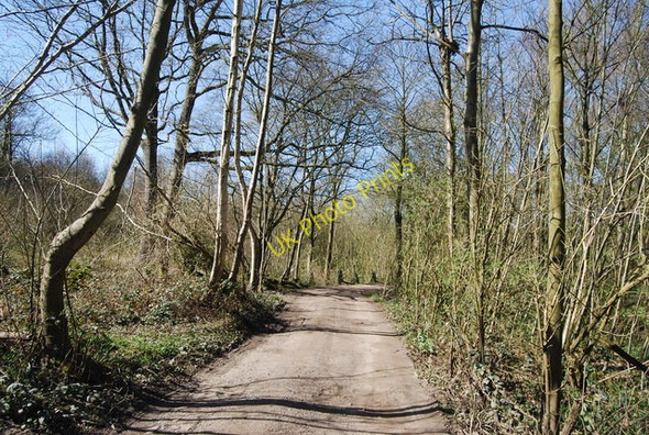 Photo 6"x4" High Weald Landscape Trail near the edge of Angley Wood Flishinghurst c2010