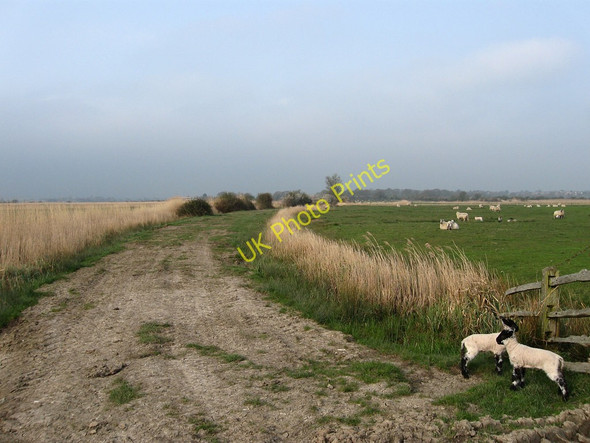 Photo 6"x4" Lambs on Snapson's Drove Hailsham c2010
