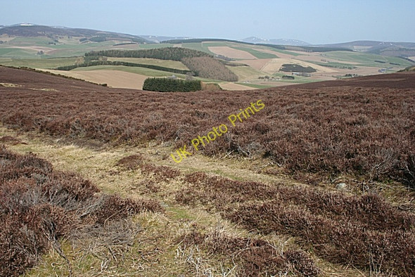 Photo 6"x4" Cardlunchart Hill Towie\/NJ4312 c2010 P1