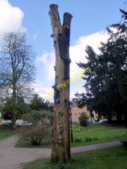 Photo 6"x4" Tree, Oakmere Park, Potters Bar, Hertfordshire Potters Bar c2010