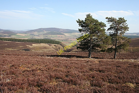 Photo 6"x4" Scots Pines Kildrummy c2010