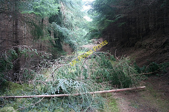 Photo 6"x4" Fallen Trees Kildrummy c2010