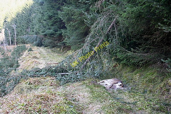 Photo 6"x4" Death on the Track Kildrummy c2010
