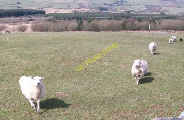 Photo 6"x4" Wishful thinking sheep Bwlch-derwin c2010