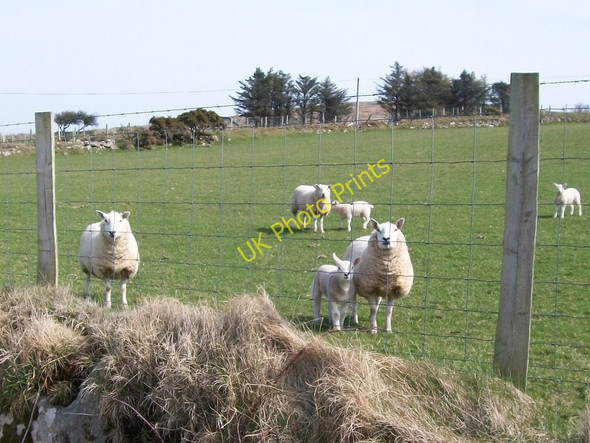 Photo 6"x4" Some more wishful thinking on the other side of the road Bwlch-derwin c2010