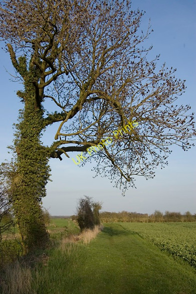 Photo 6"x4" Watton footpath Beswick\/TA0148 c2010