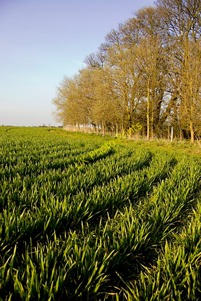 Photo 6"x4" Watton field Rotsea c2010