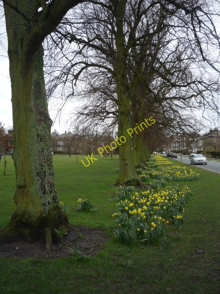 Photo 6"x4" Daffodils on Beech Grove Harrogate c2010