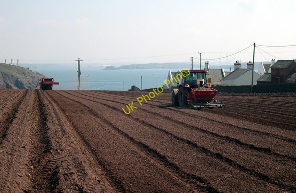 Photo 6"x4" Pembrokeshire Potatoes Kete c2010