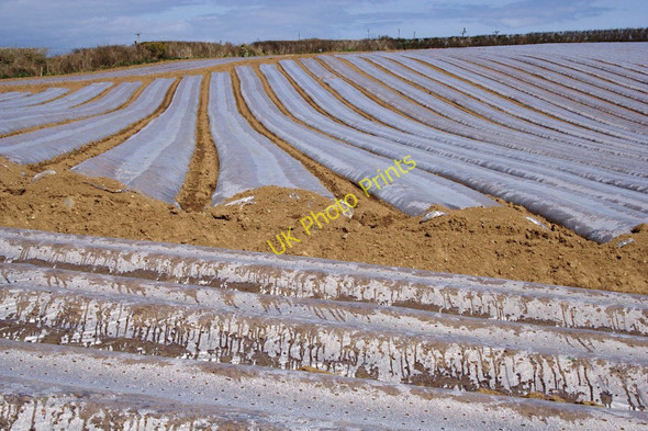 Photo 6"x4" Neatly Covered Maize Seedlings Porthoustock c2010