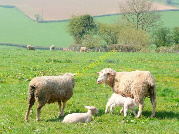 Photo 6"x4" Sheep and lambs, Linton Hill Linton Hill\/SO6624 c2010