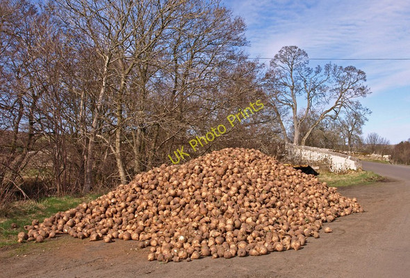 Photo 6"x4" Swedes, Chirdonburn Bridge Greystead c2010