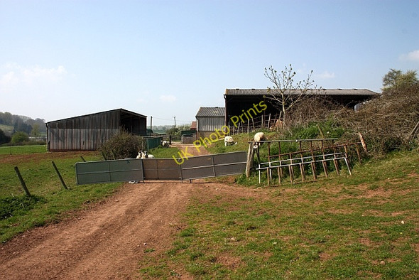Photo 6"x4" Let sleeping lambs lie, Ketford Farm Ketford c2010