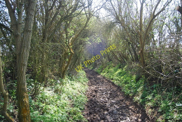 Photo 6"x4" Muddy bridleway heading south Milton Street c2010