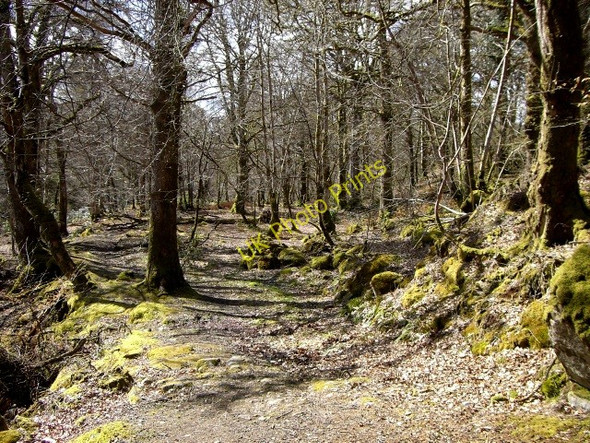 Photo 6"x4" Riverside path at Invergarry Invergarry c2010