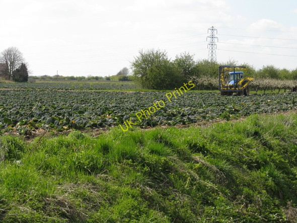 Photo 6"x4" Elm - vegetable fields off Halfpenny Lane Wisbech c2010