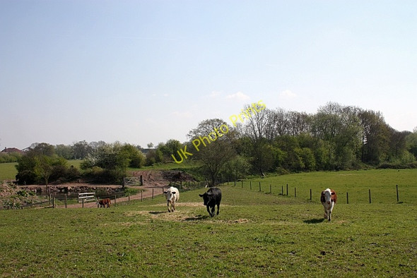 Photo 6"x4" Old railway embankment. Upper Ham\/SO8539 c2010