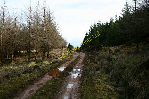 Photo 6"x4" Kintyre Forestry Road (3) Narachan Burn c2008