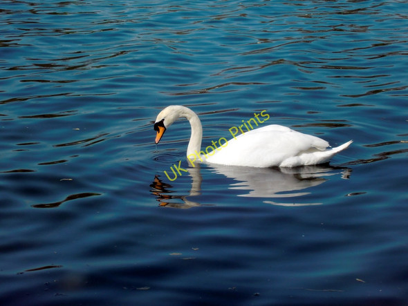 Photo 6"x4" Mute Swan (Cygnus olor) Westminster c2010